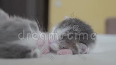 搞笑视频两只宠物可爱新生小猫睡觉团队在床上.. 宠物生活方式概念宠物概念。 小猫